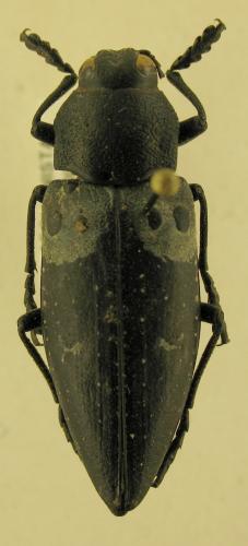 Chalcophorella orientalis